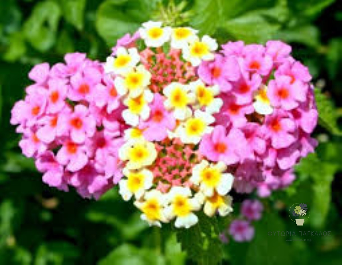 ΛΑΝΤΑΝΑ – Lantana camara - 2